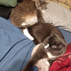 Meet your Posher, Charis